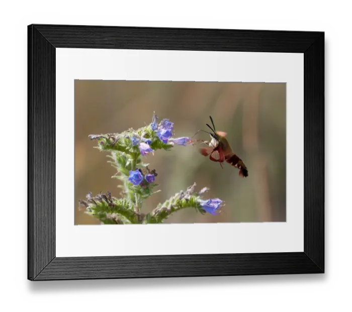 Framed Print : Hummingbird Moth Framed Print : Hummingbird Moth