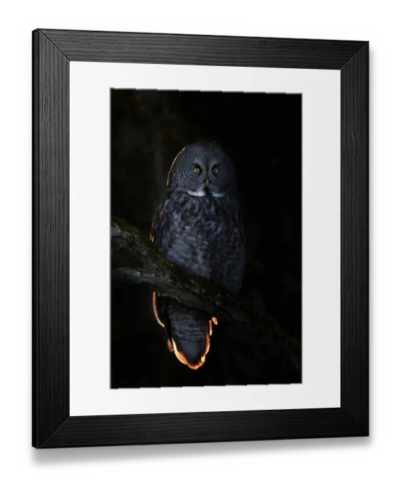 Framed Print : Sidelit owl Framed Print : Sidelit owl
