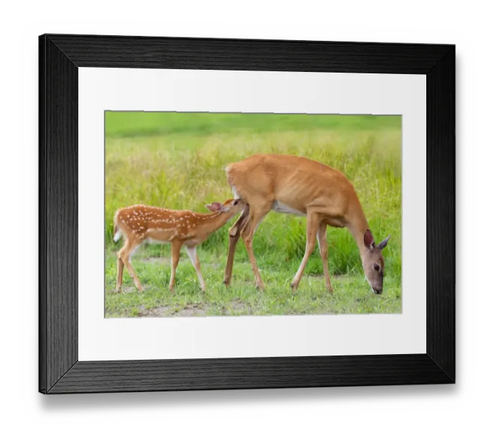 Framed Print : White-tailed deer Family Framed Print : White-tailed deer Family