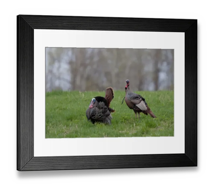 Framed Print : Wild Turkeys Framed Print : Wild Turkeys