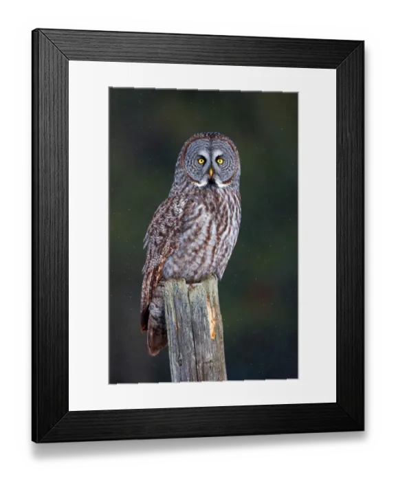 Framed Print : Great Grey on Post (strix nebulosa) Framed Print : Great Grey on Post (strix nebulosa)