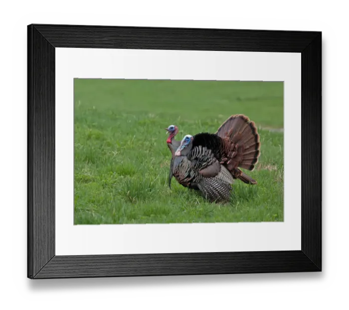 Framed Print : Wild Turkeys