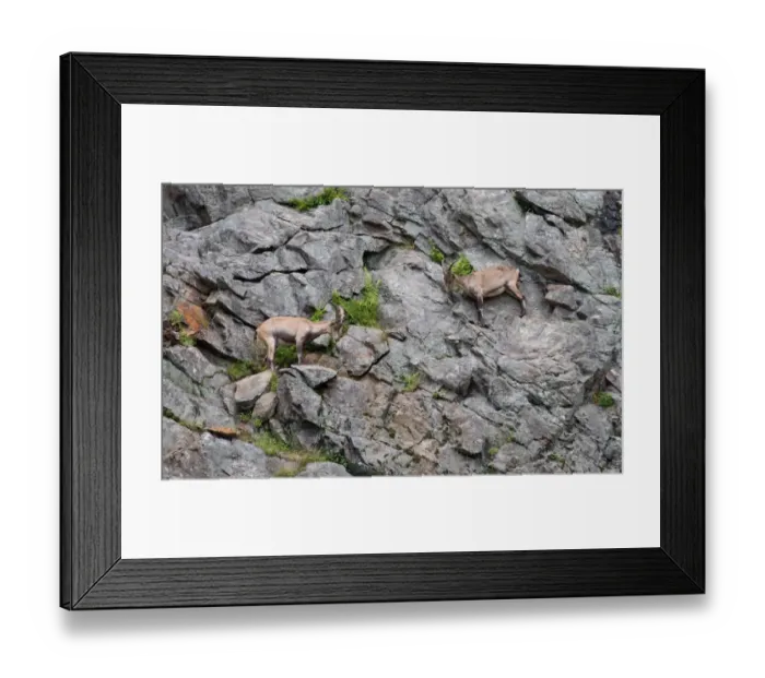 Framed Print : Ibex Framed Print : Ibex