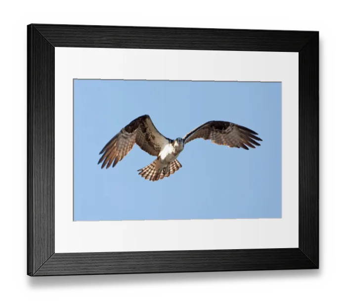 Framed Print : Osprey Framed Print : Osprey