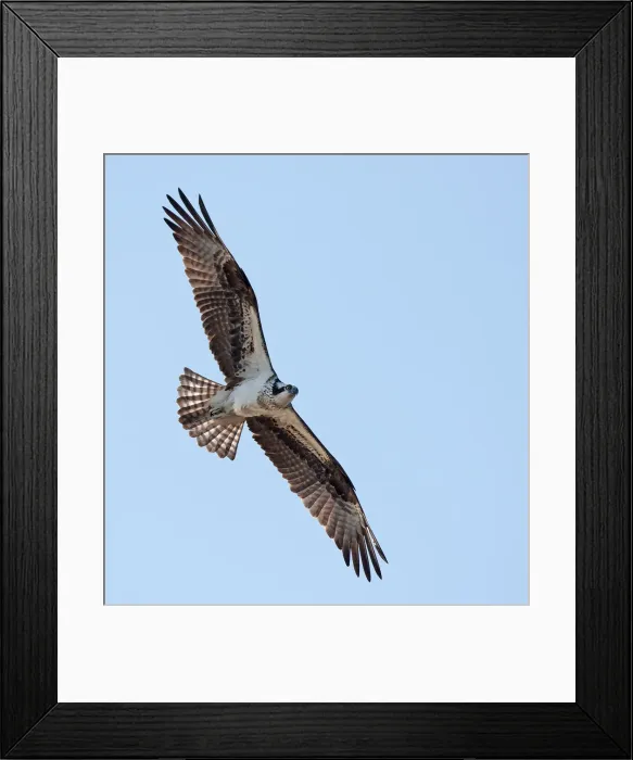 Framed Print : Osprey Framed Print : Osprey