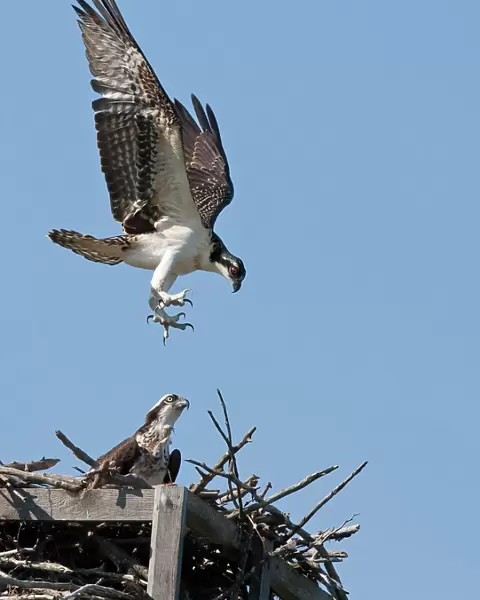 Osprey comes to nest