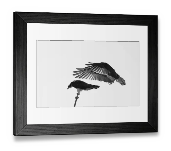 Framed Print : Osprey mating Framed Print : Osprey mating