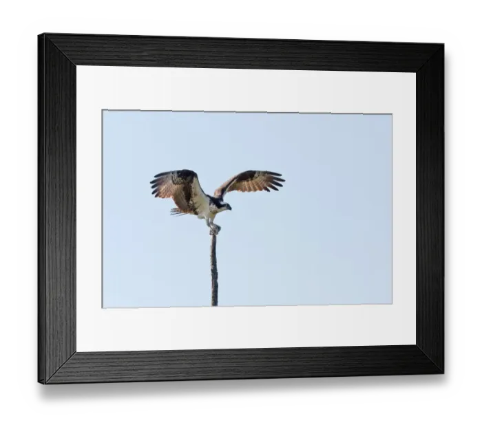 Framed Print : Osprey landing on treetop Framed Print : Osprey landing on treetop