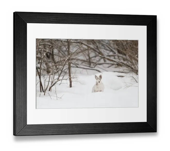 Framed Print : Snowshoe Hare in winter Framed Print : Snowshoe Hare in winter