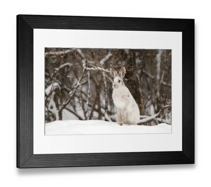 Framed Print : Snowshoe Hare in winter Framed Print : Snowshoe Hare in winter