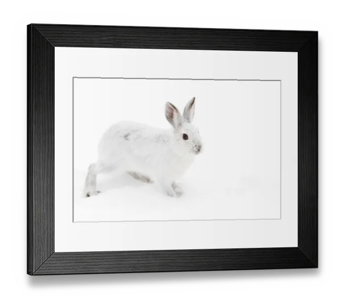 Framed Print : Snowshoe Hare Framed Print : Snowshoe Hare