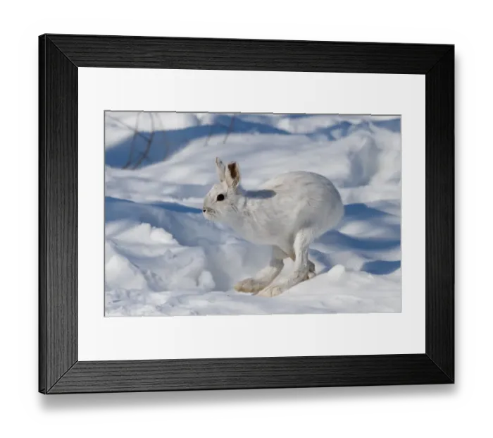 Framed Print : Snowshoe Hare on the run