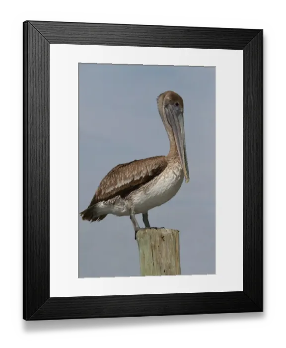 Framed Print : Brown Pelican Framed Print : Brown Pelican