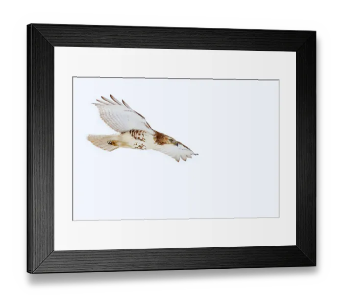 Framed Print : Red-tailed Hawk