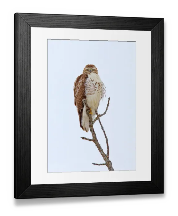 Framed Print : Red-tailed Hawk Framed Print : Red-tailed Hawk