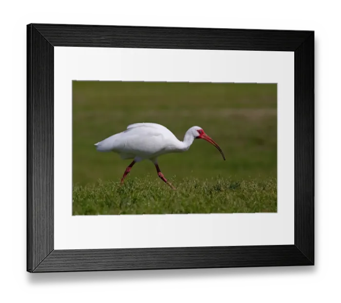 Framed Print : Ibis Framed Print : Ibis