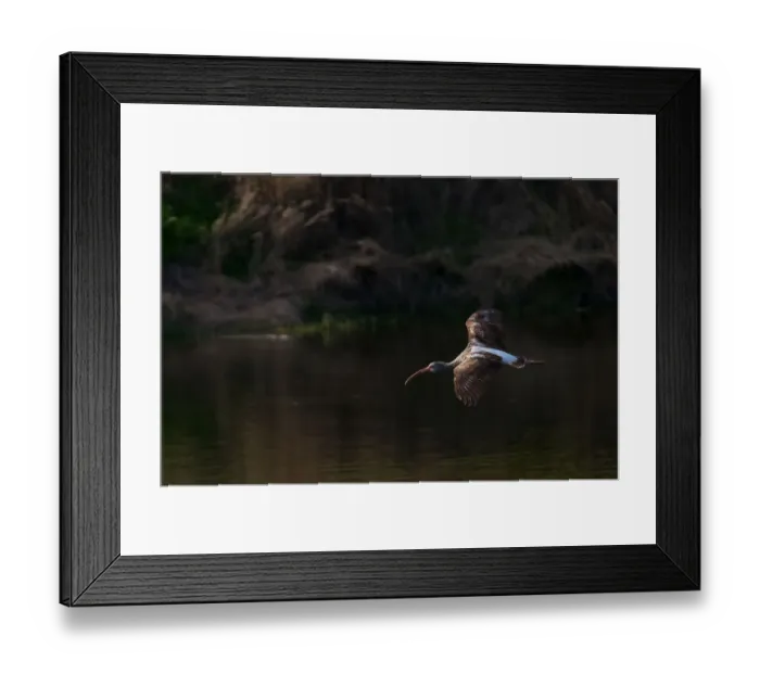 Framed Print : Ibis Framed Print : Ibis