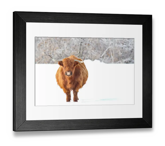 Framed Print : Highland Cow Framed Print : Highland Cow