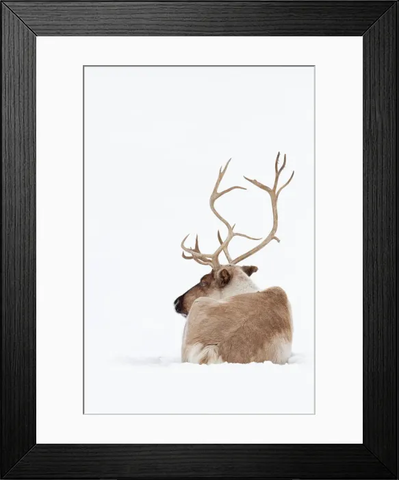 Framed Print : Reindeer. 500px Photo ID: 133383719 - Jim Cumming nTo purchase prints Framed Print : Reindeer. 500px Photo ID: 133383719 - Jim Cumming nTo purchase prints