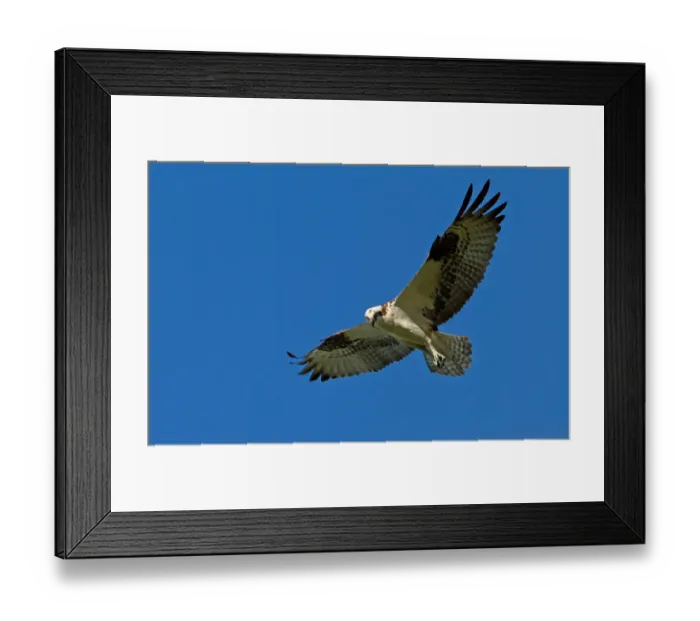 Framed Print : Osprey in Flight Framed Print : Osprey in Flight
