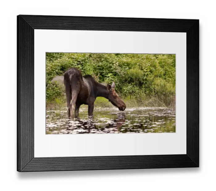 Framed Print : Moose in Algonquin Park Framed Print : Moose in Algonquin Park