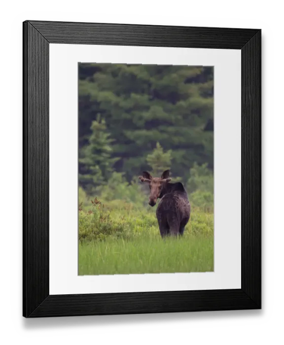 Framed Print : Moose Framed Print : Moose