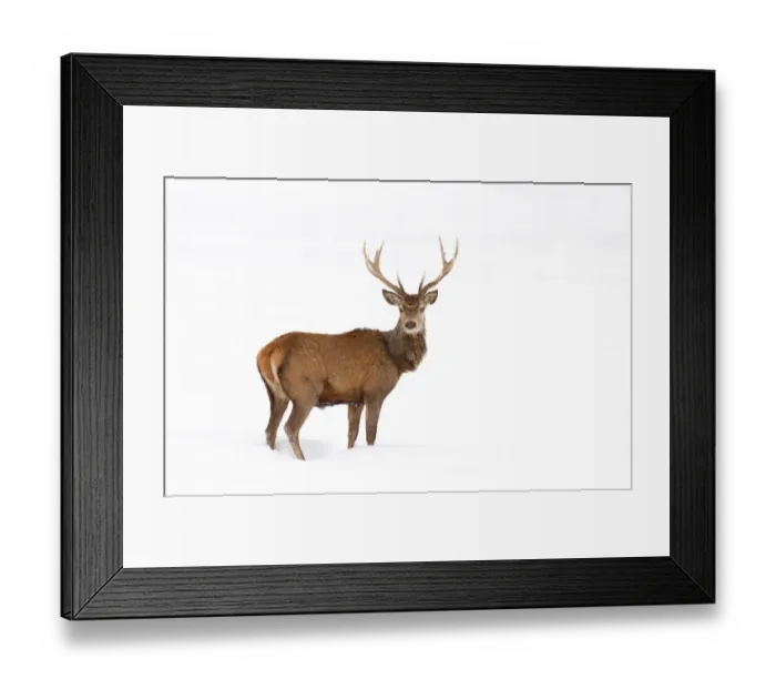 Framed Print : Elk in Winter Framed Print : Elk in Winter