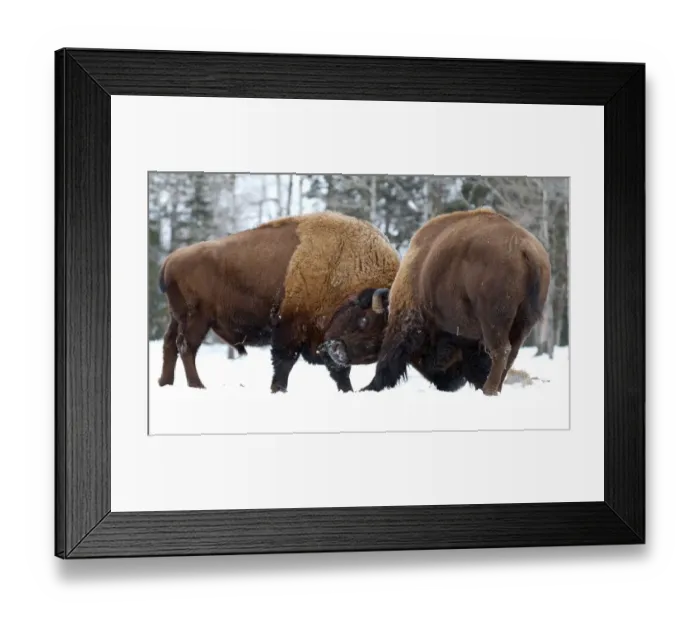 Framed Print : Bison fight Framed Print : Bison fight