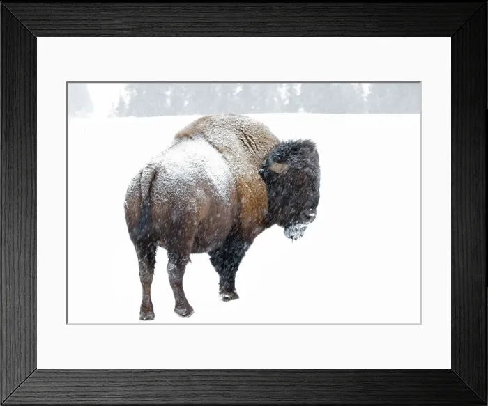 Framed Print : American Bison Framed Print : American Bison