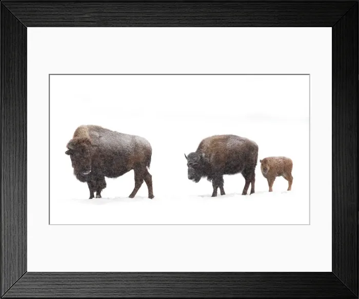 Framed Print : Bison family