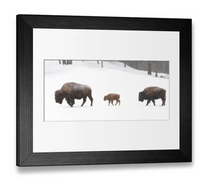 Framed Print : Bison family Framed Print : Bison family