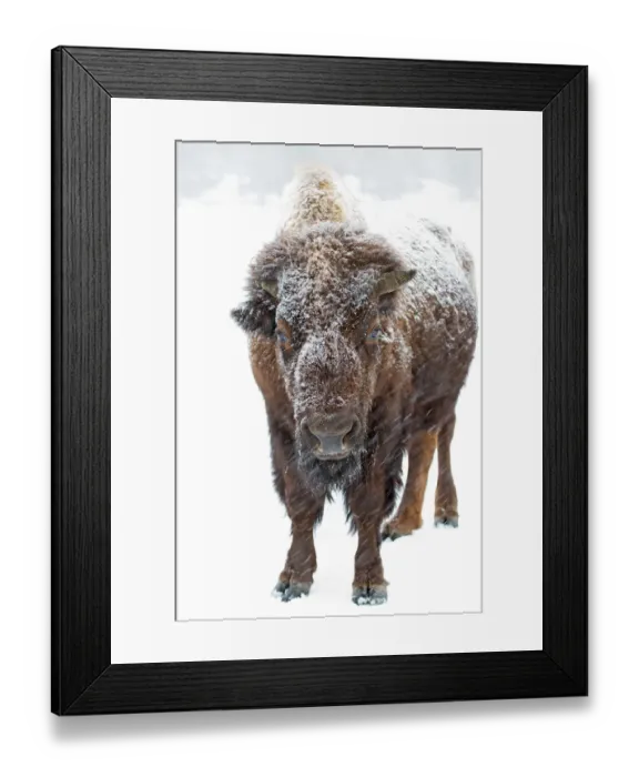 Framed Print : American Bison Framed Print : American Bison