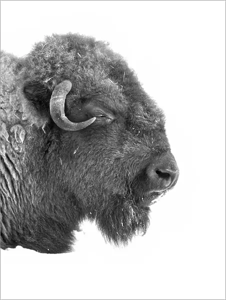 Buffalo in black and white