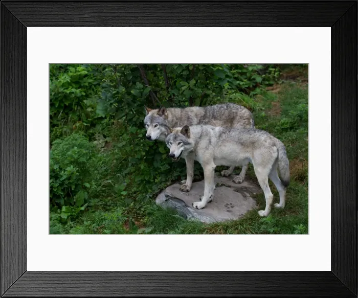 Framed Print : Timber Wolves Framed Print : Timber Wolves