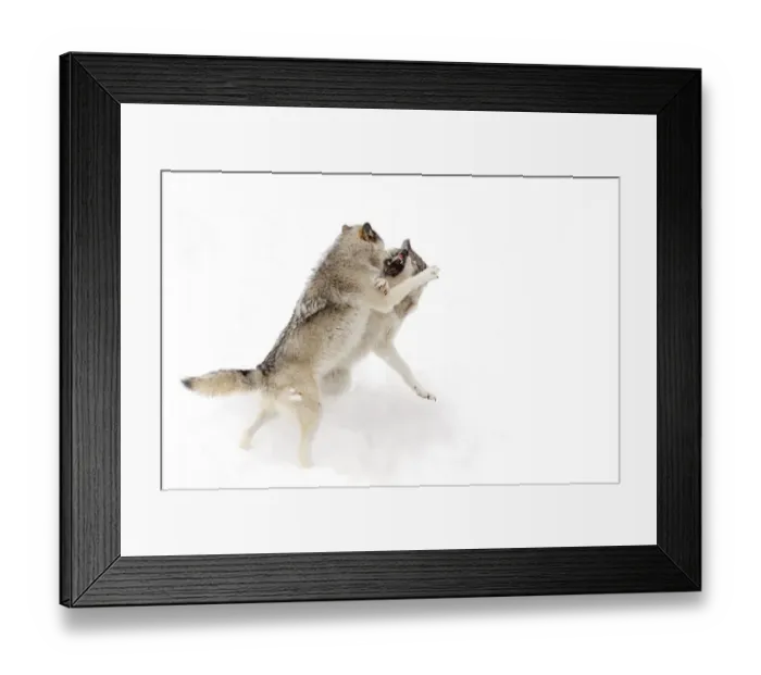 Framed Print : Timber Wolves Framed Print : Timber Wolves
