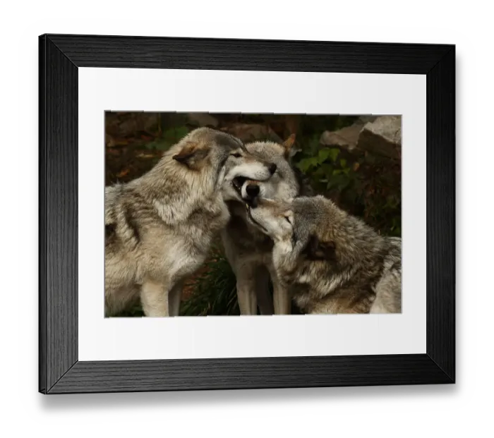 Framed Print : Timber Wolves Framed Print : Timber Wolves