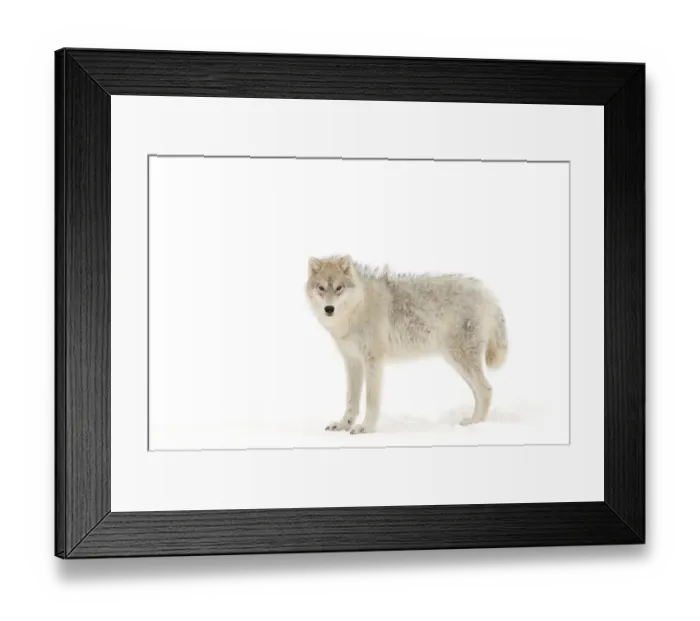 Framed Print : Arctic Wolf Framed Print : Arctic Wolf