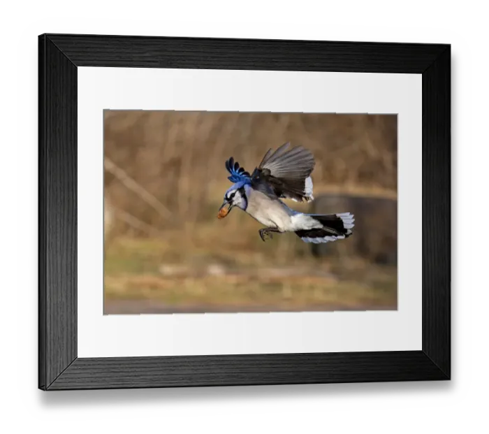 Framed Print : Blue Jay Framed Print : Blue Jay