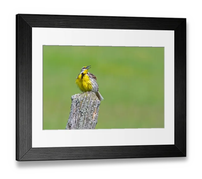 Framed Print : Eastern Meadowlark Framed Print : Eastern Meadowlark