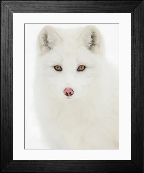 Framed Print : Arctic Fox close-up Framed Print : Arctic Fox close-up