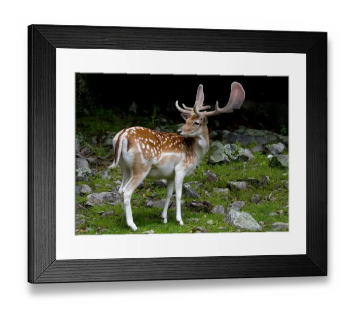 Framed Print : Fallow Deer Framed Print : Fallow Deer