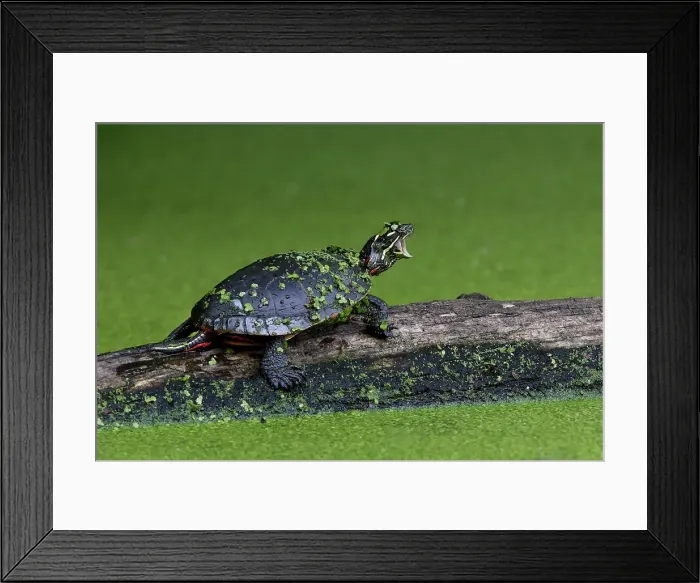 Framed Print : Painted Turtle Framed Print : Painted Turtle
