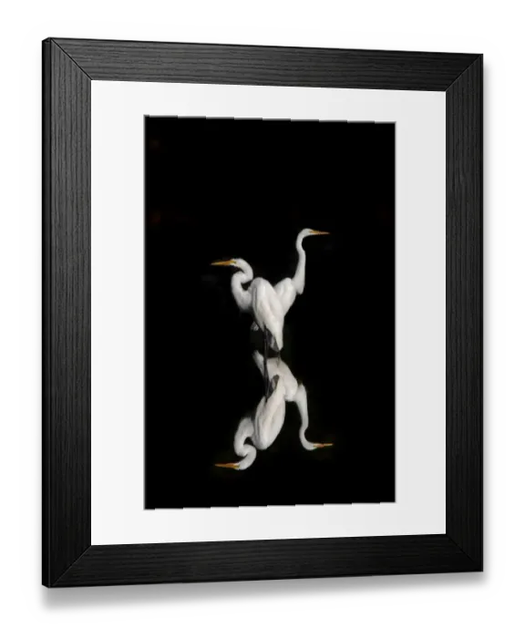 Framed Print : Great Egrets Reflection