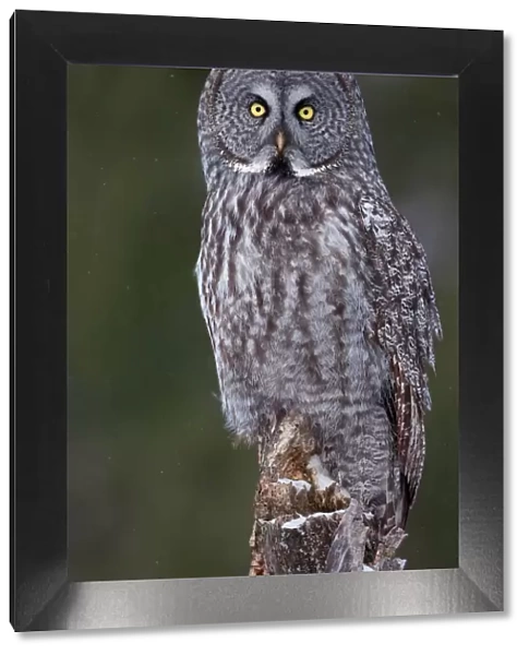 Great Grey Owl Perch