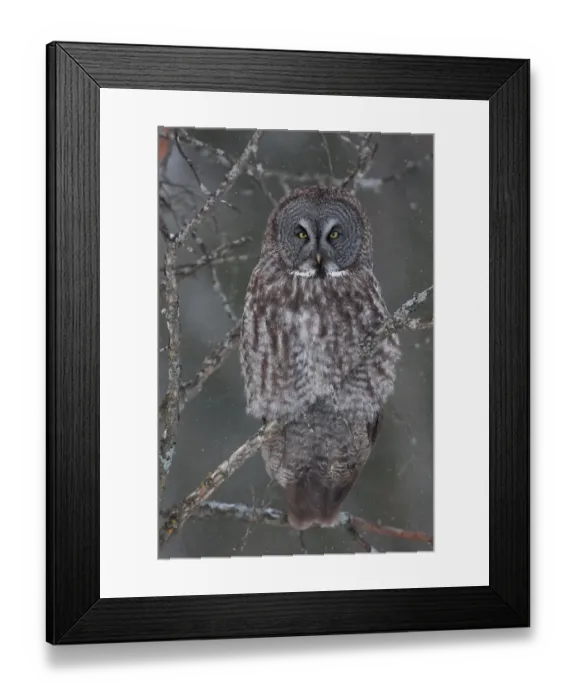 Framed Print : Great Grey Owl Perch Framed Print : Great Grey Owl Perch
