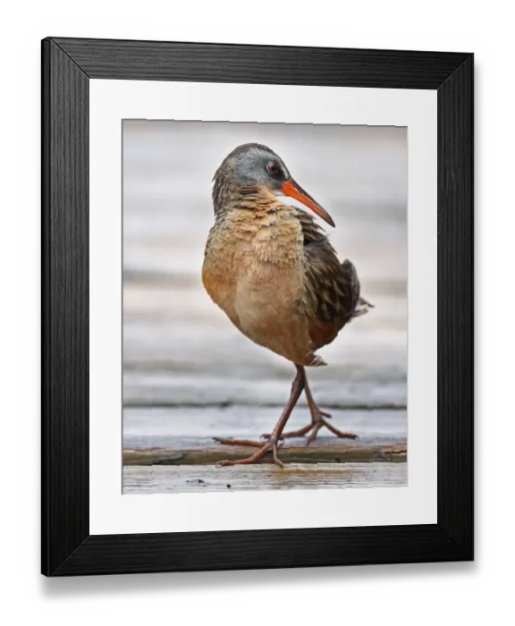 Framed Print : Virginia Rail Framed Print : Virginia Rail