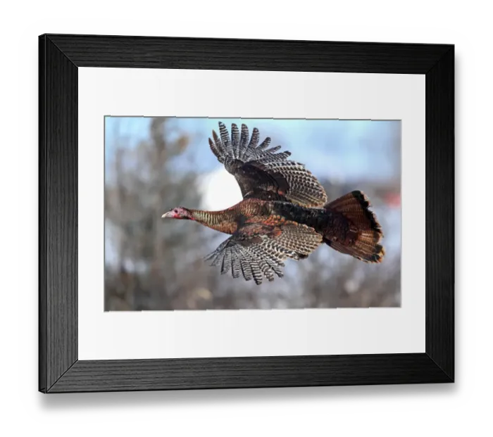 Framed Print : Wild Turkey in Winter Framed Print : Wild Turkey in Winter