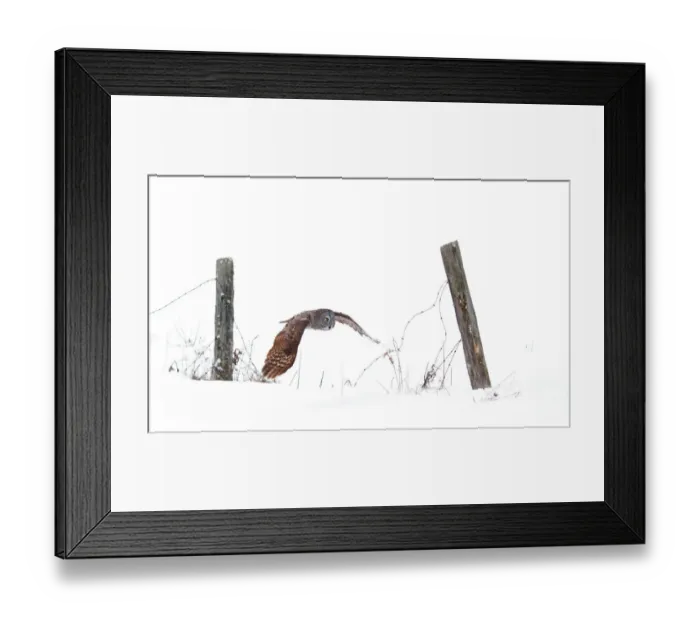 Framed Print : Great Grey Owl in winter Framed Print : Great Grey Owl in winter