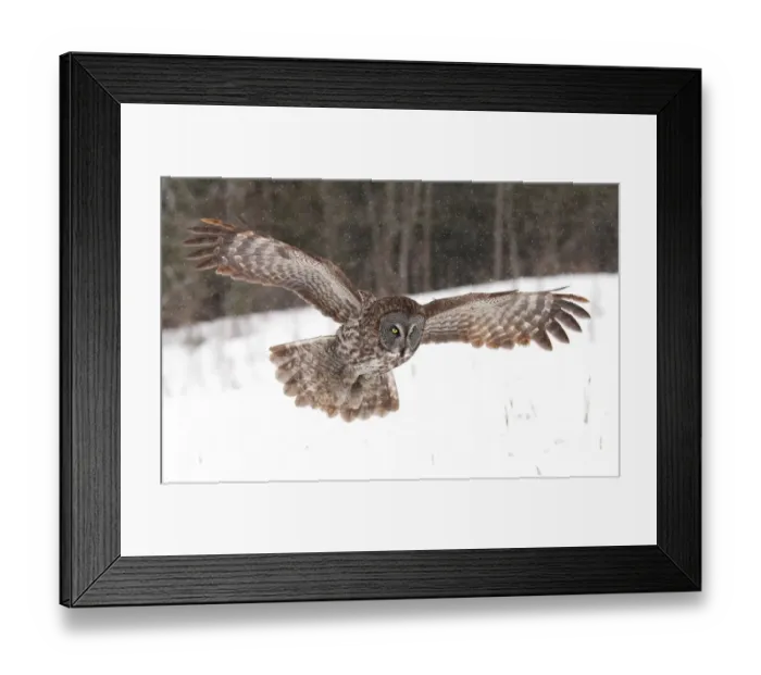 Framed Print : Great Grey Owl in winter Framed Print : Great Grey Owl in winter