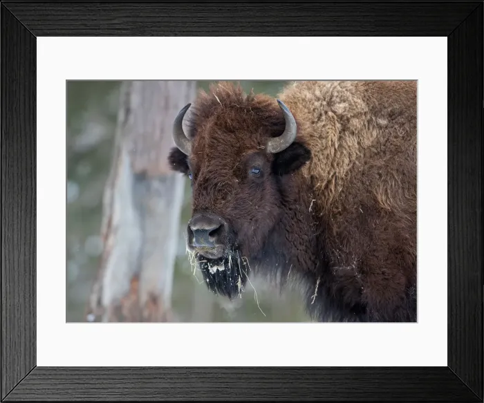 Framed Print : Buffalo Framed Print : Buffalo